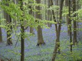 Hyacintenjogging 2015 - 29.jpg